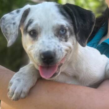 Mixed Breed Dogs Available for Adoption in Quincy, Florida - KALLIE | PetCurious