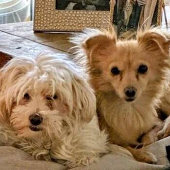 Rescue Miniature Poodle and Pomeranian Dogs for Adoption in Los Angeles, California - Honey And Vanilla | PetCurious