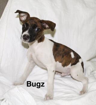 Bugz -  Jack Russell Terrier Dog for Adoption in Mobile, Alabama - Bugz | PetCurious