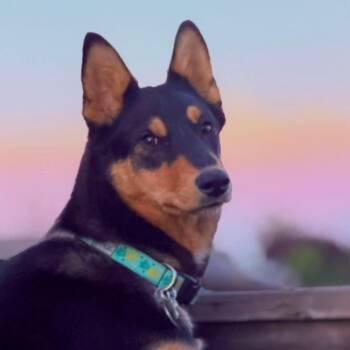 Clover -  Smooth Collie Dog for Adoption in St. Thomas, Ontario - Clover | PetCurious