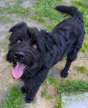 Bruno -  Poodle Dog for Adoption in New Windsor, New York - Bruno | PetCurious