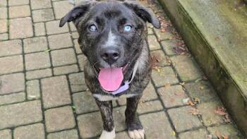 Taylor -  Terrier Dog for Adoption in Plainfield, Illinois - Taylor | PetCurious