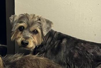 Rescue Yorkshire Terrier Dogs for Adoption in The Woodlands, Texas - Brioni | PetCurious