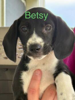 Betsy -  Hound Dog for Adoption in Saint Francisville, Louisiana - Betsy | PetCurious