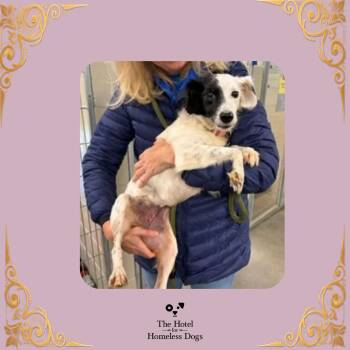 Poppy -  Border Collie and Mixed Breed Dog for Adoption in Cumberland, Rhode Island - Poppy | PetCurious