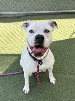 Rhonda --Courtesy Post. Out of town pet. See below for details-- -  Pit Bull Terrier Dog for Adoption in Eagle, Idaho - Rhonda --Courtesy Post. Out Of Town Pet. See Below For Details-- | PetCurious