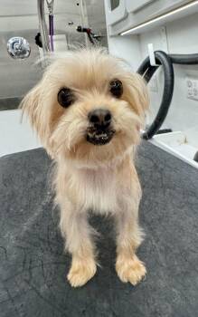 Birdie -  Yorkshire Terrier Dog for Adoption in Monroe, North Carolina - Birdie | PetCurious