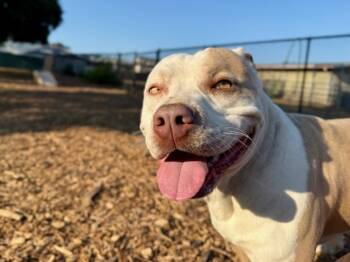 Rescue Pit Bull Terrier Dogs for Adoption in Santa Cruz, California - LUCKY | PetCurious