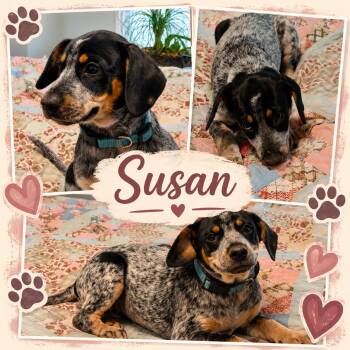 Susan -  Pointer and Beagle Dog for Adoption in Jackson, Tennessee - Susan | PetCurious