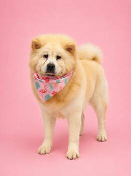 Wonton -  Chow Chow Dog for Adoption in Palo Alto, California - Wonton | PetCurious