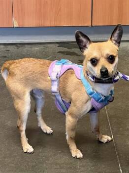 EDDIE* -  Chihuahua Dog for Adoption in Santa Cruz, California - EDDIE* | PetCurious