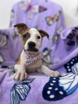 Pit Bull Terrier Dogs Available for Adoption - Carlo | PetCurious