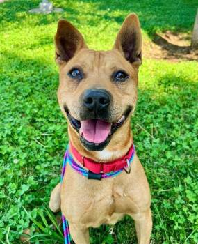 Rescue Pit Bull Terrier and Mixed Breed Dogs for Adoption in Sacramento, California - SIMBA | PetCurious
