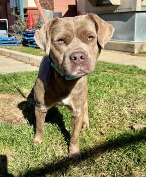 Rescue Chesapeake Bay Retriever and Mixed Breed Dogs for Adoption in Valley View, Ohio - Nosferatu | PetCurious