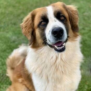 Rescue Saint Bernard Dogs for Adoption in Red Bluff, California - Burney | PetCurious