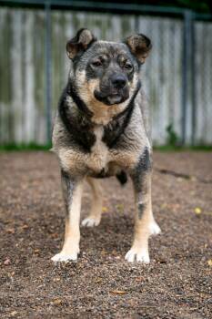 Mishka -  Norwegian Elkhound and Terrier Dog for Adoption in Red Wing, Minnesota - Mishka | PetCurious