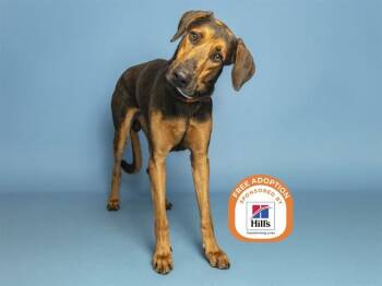 CANELO -  Black And Tan Coonhound Dog for Adoption in Phoenix, Arizona - CANELO | PetCurious
