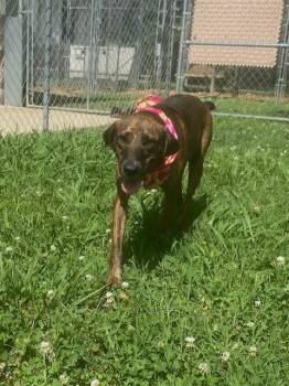 Shoko -  Plott Hound Dog for Adoption in Fayetteville, Arkansas - Shoko | PetCurious