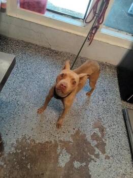 Baby Girl -  Pit Bull Terrier Dog for Adoption in Mobile, Alabama - Baby Girl | PetCurious