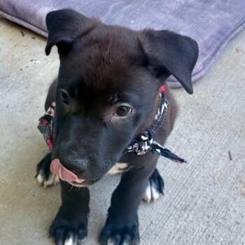 Kulu -  Mixed Breed Dog for Adoption in Houston, Texas - Kulu | PetCurious