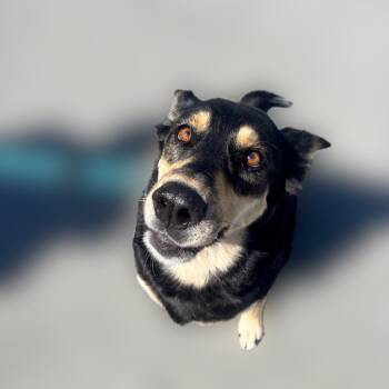 Korra -  Shepherd and Mixed Breed Dog for Adoption in Reno, Nevada - Korra | PetCurious