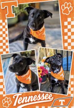Lady -  Black Labrador Retriever Dog for Adoption in Maryville, Tennessee - Lady | PetCurious