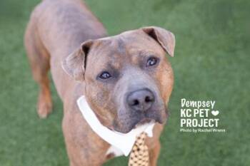 Dempsey -  Pit Bull Terrier and Mixed Breed Dog for Adoption in Kansas City, Missouri - Dempsey | PetCurious