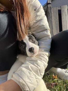 Rescue Terrier and Australian Cattle Dog Blue Heeler Dogs for Adoption in Whitestown, Indiana - Iris | PetCurious