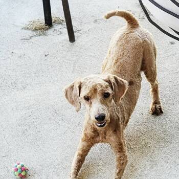 Rescue Standard Poodle Dogs for Adoption in Park Row, Texas - Theo | PetCurious
