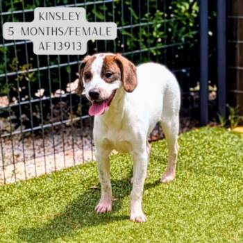 Treeing Walker Coonhound and Mixed Breed Dogs Available for Adoption - Kinsley | PetCurious
