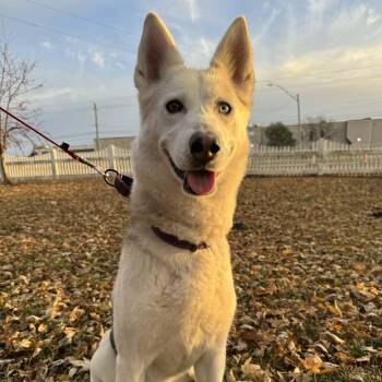 Rescue Siberian Husky Dogs for Adoption in Waterloo, Iowa - Posie | PetCurious