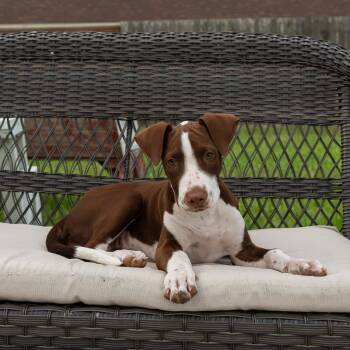 Maple -  German Shorthaired Pointer Dog for Adoption in Harlingen, Texas - Maple | PetCurious