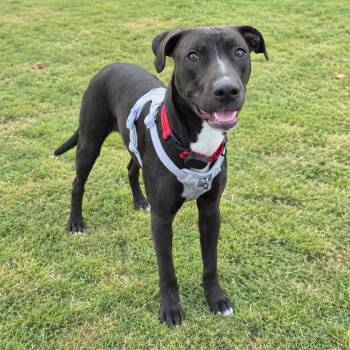 Eloise -  Terrier and Black Labrador Retriever Dog for Adoption in Corpus Christi, Texas - Eloise | PetCurious