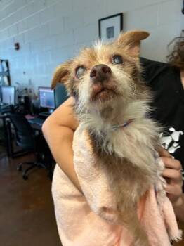 Bumper -  Border Terrier Dog for Adoption in Austin, Texas - Bumper | PetCurious