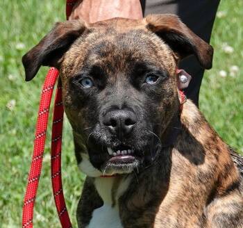 Meg -  Boxer Dog for Adoption in Millfield, Ohio - Meg | PetCurious