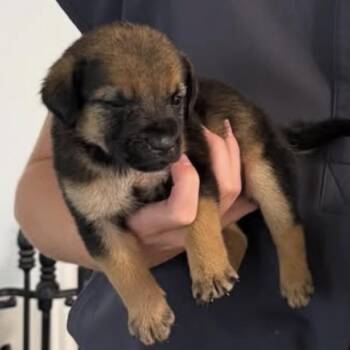 Mrs. Frizzle -  Shepherd and Mixed Breed Dog for Adoption in Allentown, Pennsylvania - Mrs. Frizzle | PetCurious
