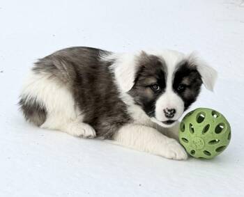 Australian Shepherd and Australian Cattle Dog Blue Heeler Dogs Available for Adoption - Brooks | PetCurious