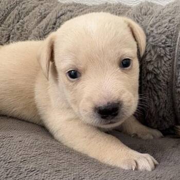 Almond Milk -  Labrador Retriever and Mixed Breed Dog for Adoption in North Charleston, South Carolina - Almond Milk | PetCurious