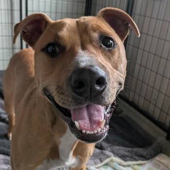 Mixed Breed Dogs Available for Adoption in Dover, New Hampshire - Marlee | PetCurious