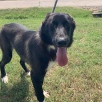 Cricket D47196 -  Labrador Retriever and Great Pyrenees Dog for Adoption in Corsicana, Texas - Cricket D47196 | PetCurious