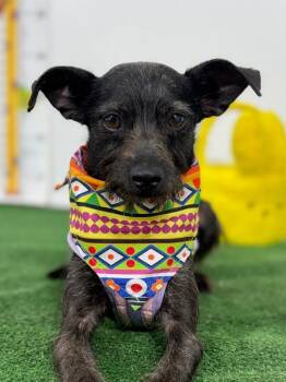 Grayson-One of our Amazing Rescue Dogs -  Schnauzer and Chihuahua Dog for Adoption in Carlsbad, California - Grayson-One Of Our Amazing Rescue Dogs | PetCurious