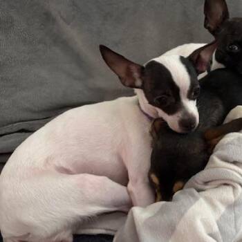 Erin -  Chihuahua Dog for Adoption in Park Row, Texas - Erin | PetCurious
