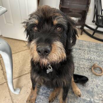 Airedale Terrier Dogs Available for Adoption - Benji | PetCurious
