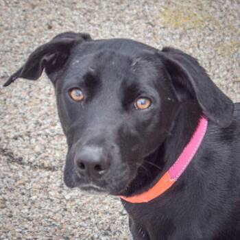 Mcnab and Black Labrador Retriever Dogs Available for Adoption in Huntley, Illinois - Hamish | PetCurious