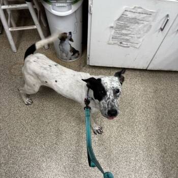 Rescue Mixed Breed Dogs for Adoption in Medford, Oregon - Maple | PetCurious