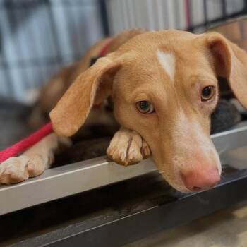 Sunny -  Terrier Dog for Adoption in Bloomfield, Connecticut - Sunny | PetCurious