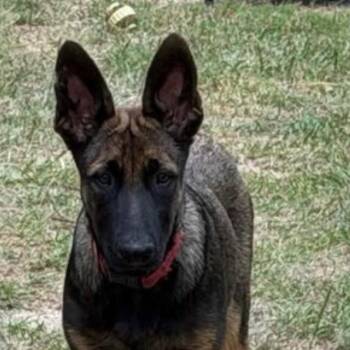 Duke -  German Shepherd Dog and Terrier Dog for Adoption in Bloomfield, Connecticut - Duke | PetCurious