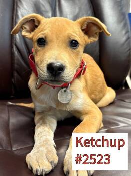 Rescue Australian Cattle Dog Blue Heeler and Pit Bull Terrier Dogs for Adoption in Carson City, Nevada - Ketchup | PetCurious