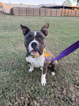 Knuckles -  Mixed Breed Dog for Adoption in Huntsville, Alabama - Knuckles | PetCurious