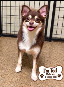 Ted -  Pomeranian and Chihuahua Dog for Adoption in Cedarburg, Wisconsin - Ted | PetCurious